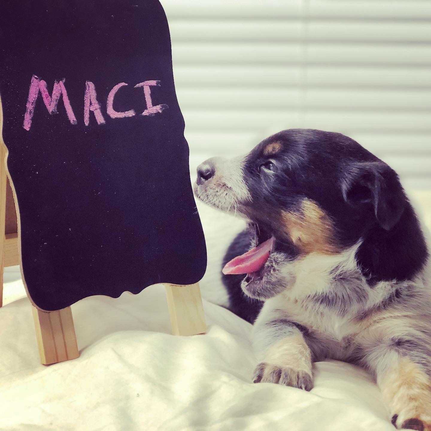 Maci M Adoption