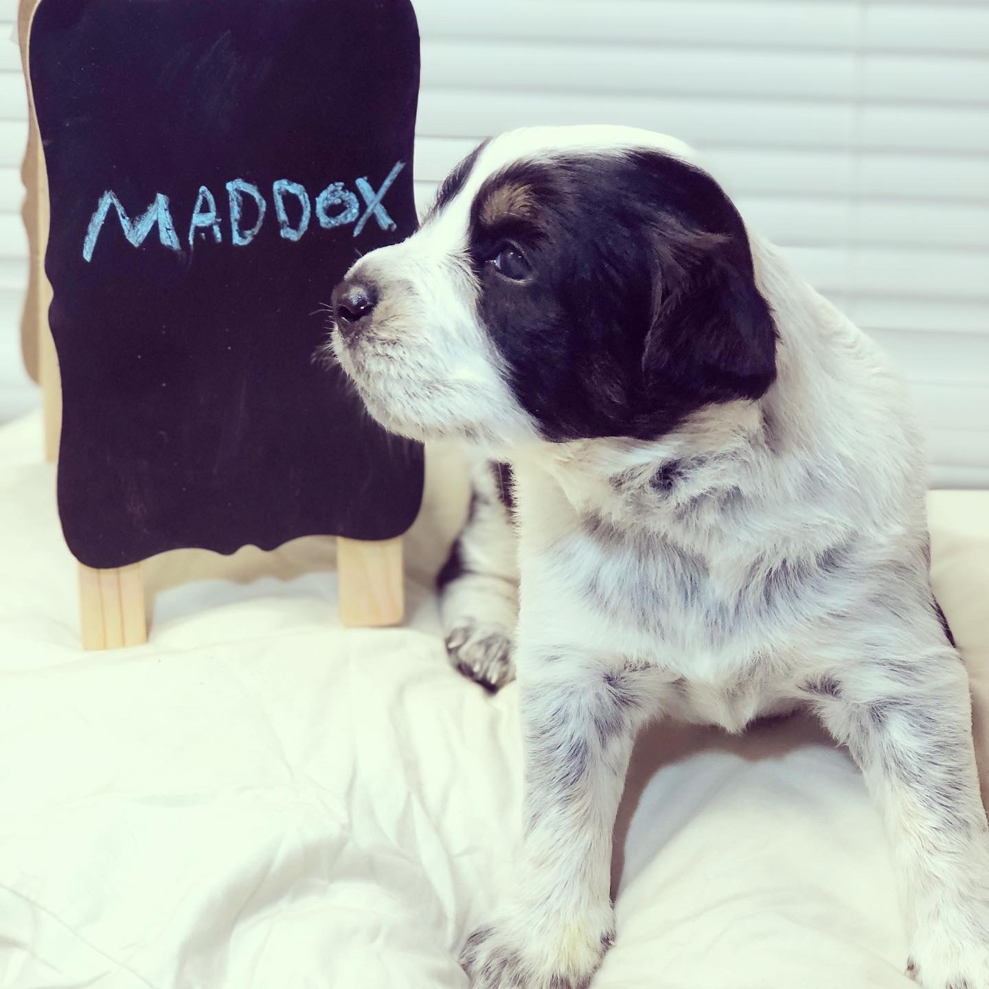 Maddox M Adoption