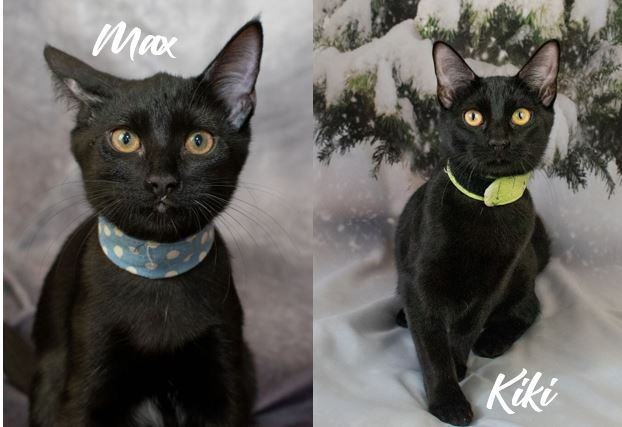 Max & Kiki Kraft Adoption